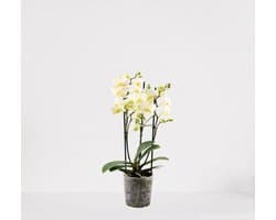 Phalaenopsis Multiflora wit – bloeiende witte Orchidee – kamerplant - 30-55cm - Ø12 – in kwekerspot – vers uit de kwekerij