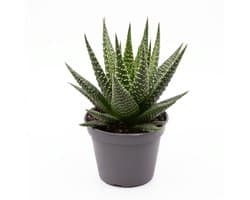 Haworthia Gasworthia - Mini vetplant - Potmaat 5,5 cm
