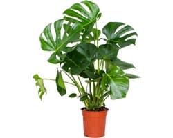 Monstera Deliciosa - Gatenplant - Kamerplanten - Luchtzuiverend - Gemakkelijk in onderhoud - Hoogte 70-80 cm - Pot 21 cm