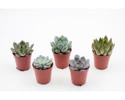 Ikhebeencactus | Echeveria vetplanten | vetplanten mini mix | 5 stuks | 5,5cm pot | makkelijke kamerplant