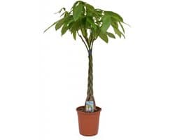 Plant in a Box - Pachira Aquatica - Kamerplant - Geldboom - Pot 17cm - Hoogte 60-70cm