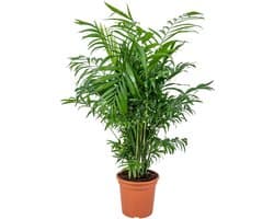 Bloomique - Chamaedorea Elegans - Mexicaanse Dwergpalm - Kamerplanten - Luchtzuiverend - Diervriendelijk - Gemakkelijk in onderhoud - Hoogte 50-60 cm - Pot 17 cm