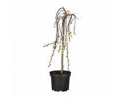 JUNAVERA alix caprea 'Kilmarnock' | 70 cm hoog | In 17 cm pot | Compacte treurwilg op stam met vroege katjes