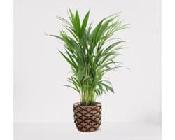 Areca in siermand Guusje Naturel – luchtzuiverende kamerplant – eenvoudig te onderhouden Goudpalm - ↕55-70cm - Ø18 – geleverd met plantenpot – vers uit de kwekerij