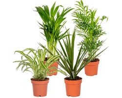 Bloomique - Mix van 4 - Luchtzuiverende Mix - Dracaena - Dypsis - Chamaedorea - Chlorophytum - Kamerplanten - Hoogte 20-40 cm - Pot 12 cm