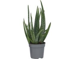Plant in a Box - Aloë vera - Aloe barbadensis - Hoogte 25-40cm - Pot 10,5cm - Kamerplant - Groen