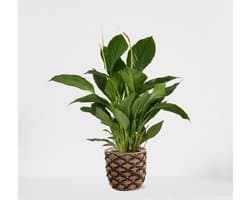 Spathiphyllum in siermand Guusje Naturel – witte kamerplant – luchtzuiverende lepelplant - ↕60-75cm - Ø18 – geleverd met plantenpot – vers uit de kwekerij