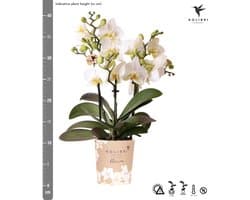 Kolibri Orchids | Witte phalaenopsis orchidee - Lausanne - potmaat Ø9cm | bloeiende kamerplant - vers van de kweker
