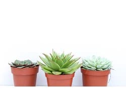 Ikhebeencactus Echeveria vetplant mix 3 stuks 8,5cm pot