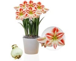 Amaryllis Bol - Clown - Bloembollen - 1 stuk - Rood-Wit - Bloem bollen